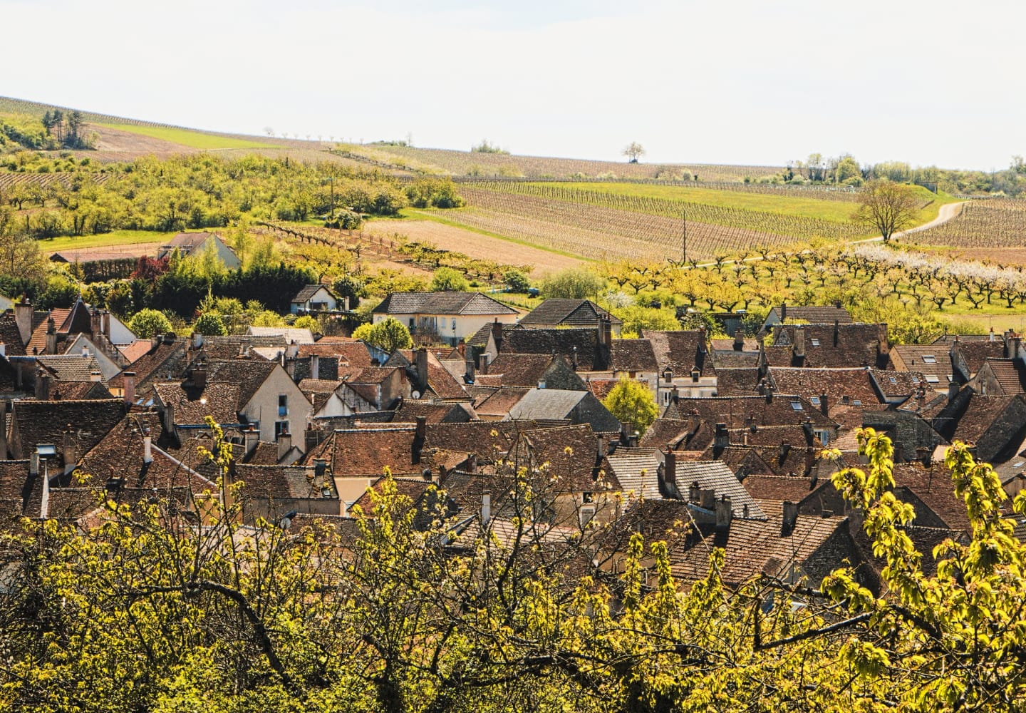 Okusi i arome Bourgogne: Otkrivanje čarolije burgundskih vina